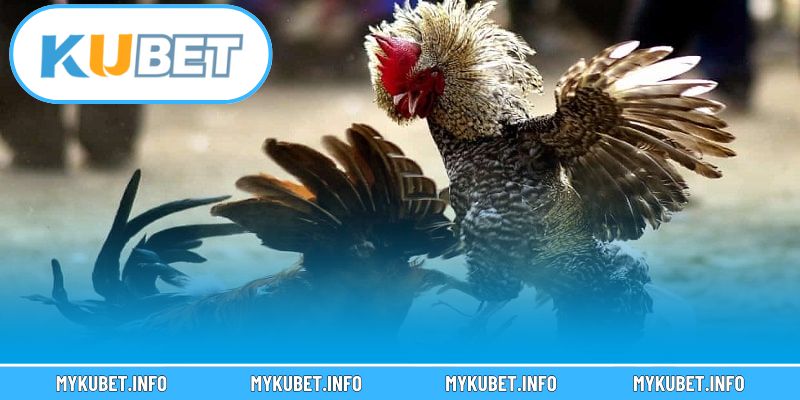 Hệ thống nhà phát triển cung cấp kèo cá cược trực tuyến