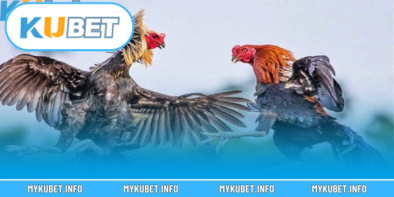 Không khí sôi động tại các trận đá gà Kubet trực tuyến