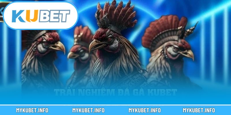 Người chơi theo dõi bảng kèo trực tiếp