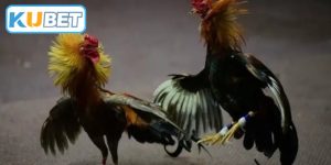 Đá Gà Mạng Uy Tín - Sân Chơi Thách Thức Mọi Giới Hạn