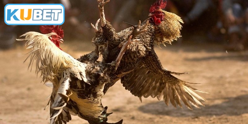 Đặc điểm nhận diện đá gà mạng uy tín hiện nayv