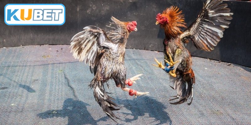 Phương pháp lựa chọn tụ điểm cá cược chất lượng